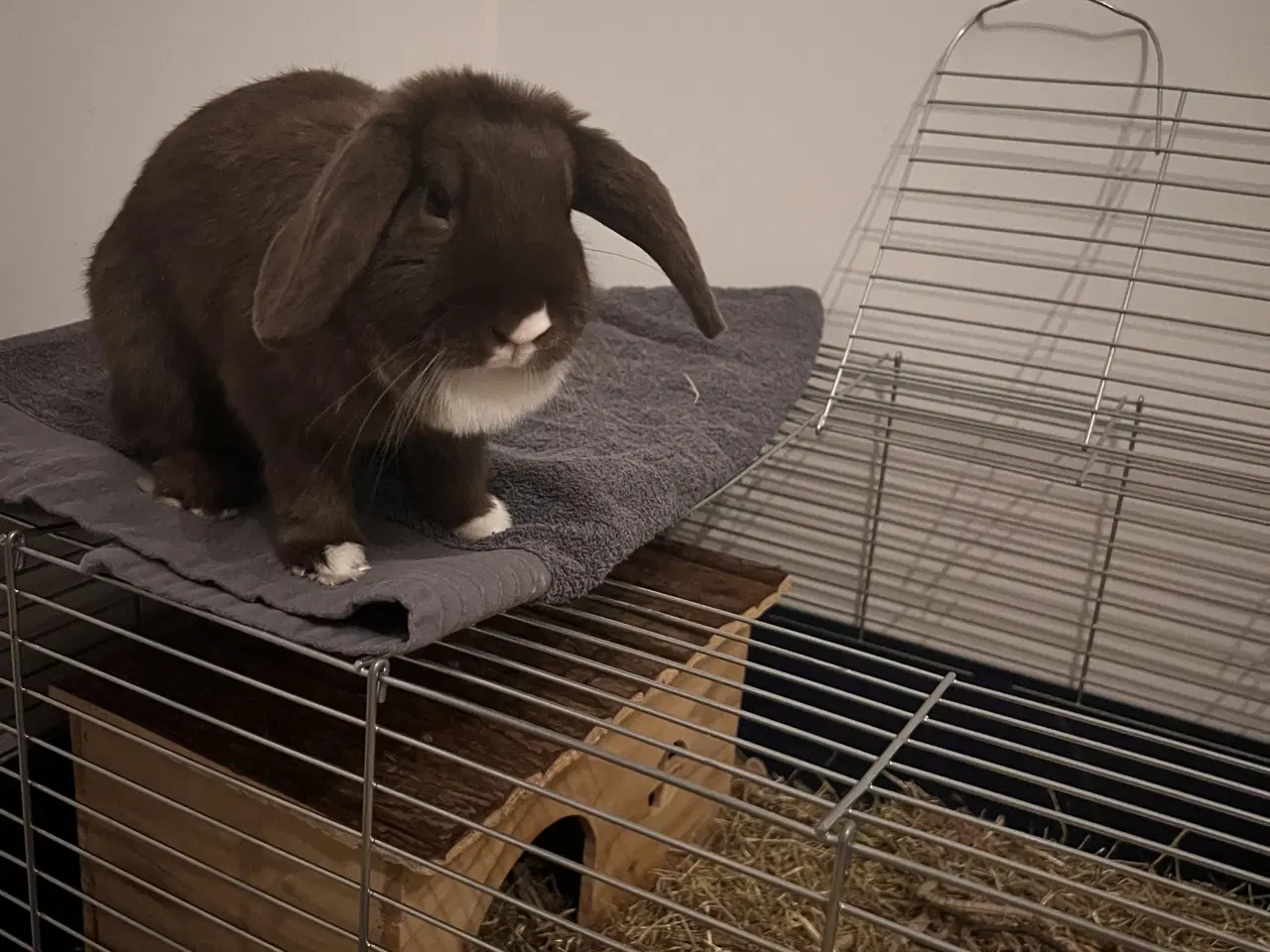 Billede 3 - Vores hun-kanin Ninus søger nyt hjem 