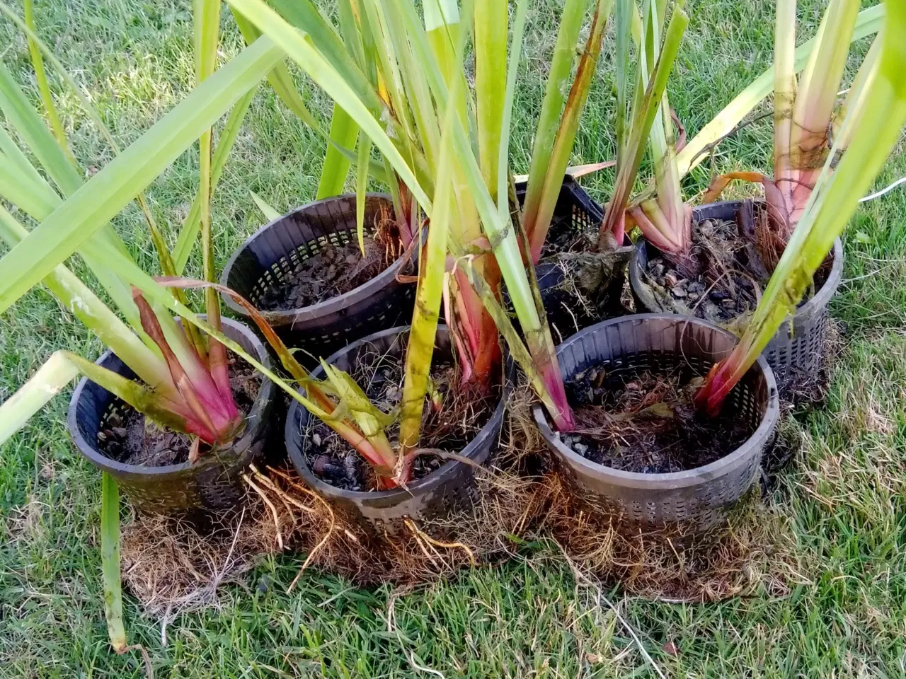 Billede 1 - Vandplante Gul Iris, god bassinplante
