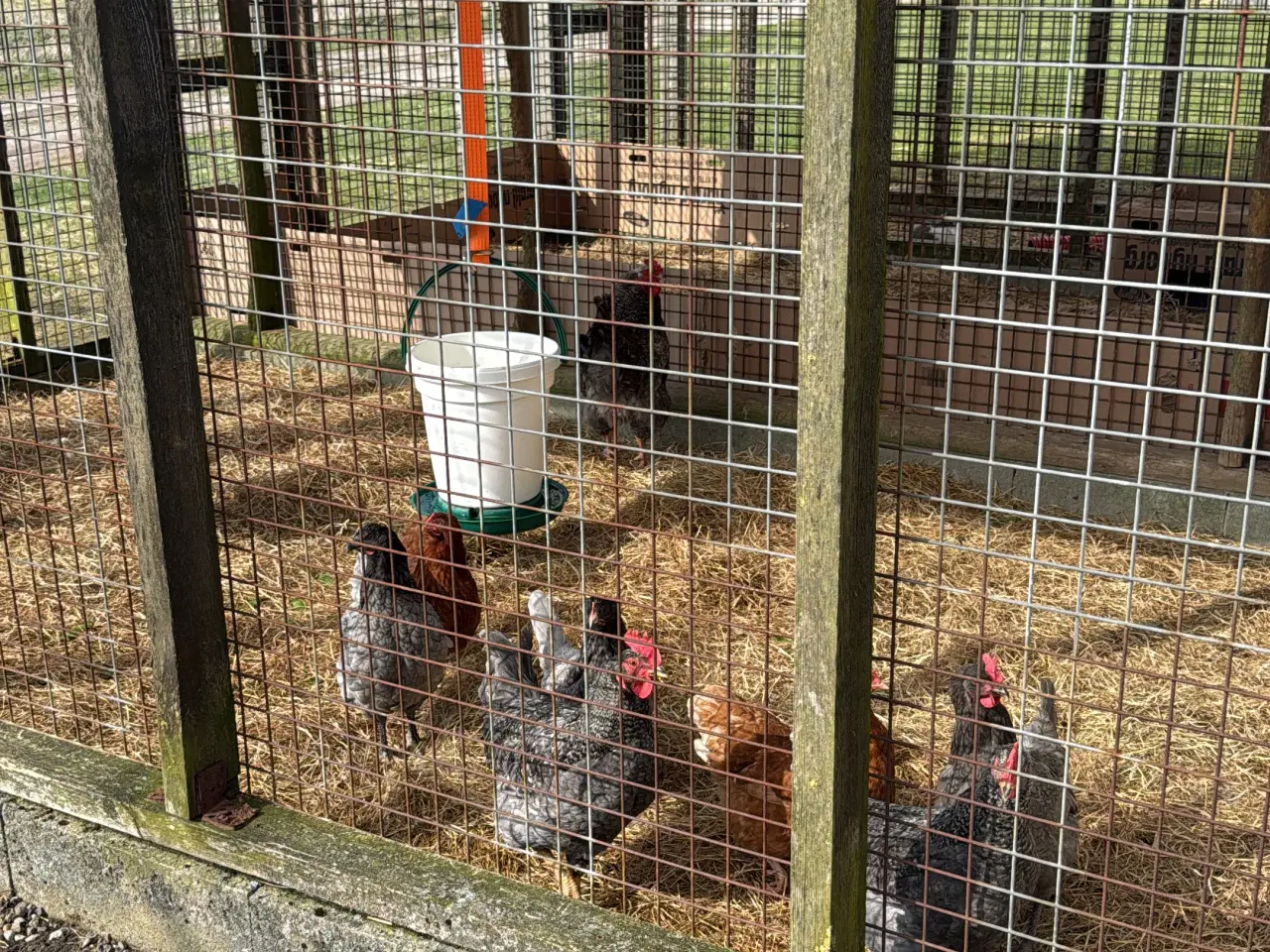 Billede 5 - Kyllinger 