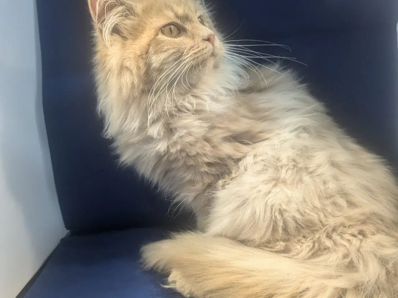 Billede 2 - Maine coon han 5 mdr