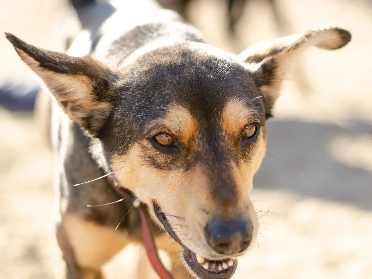 Billede 3 - Sibba og Kevin søger hjem sammen 🩷