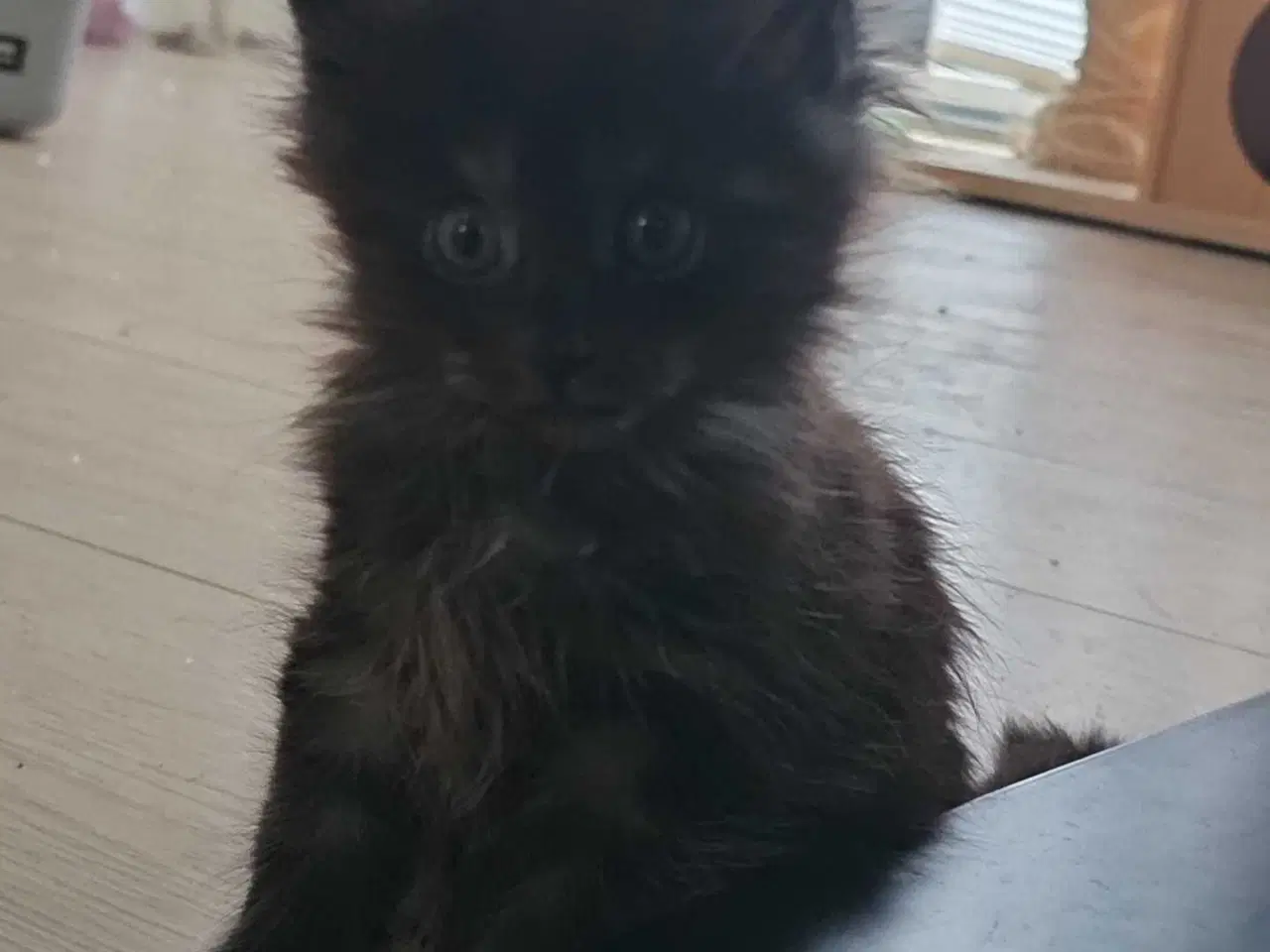 Billede 5 - Skønneste maine coon killinger