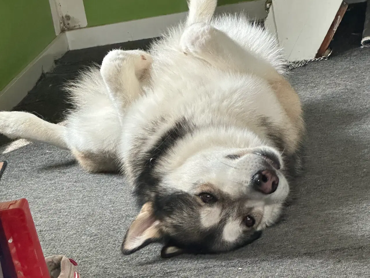 Billede 4 - Alaskan malamute 2 år