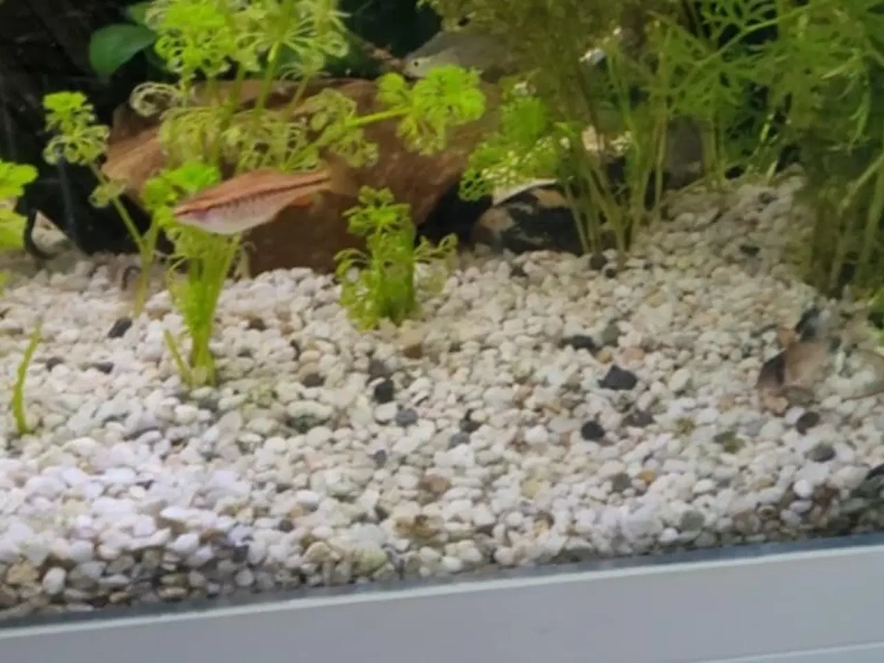Billede 2 - Juwel akvarie 180l