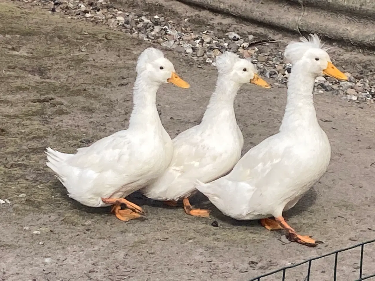 Billede 3 - Kejserænder 