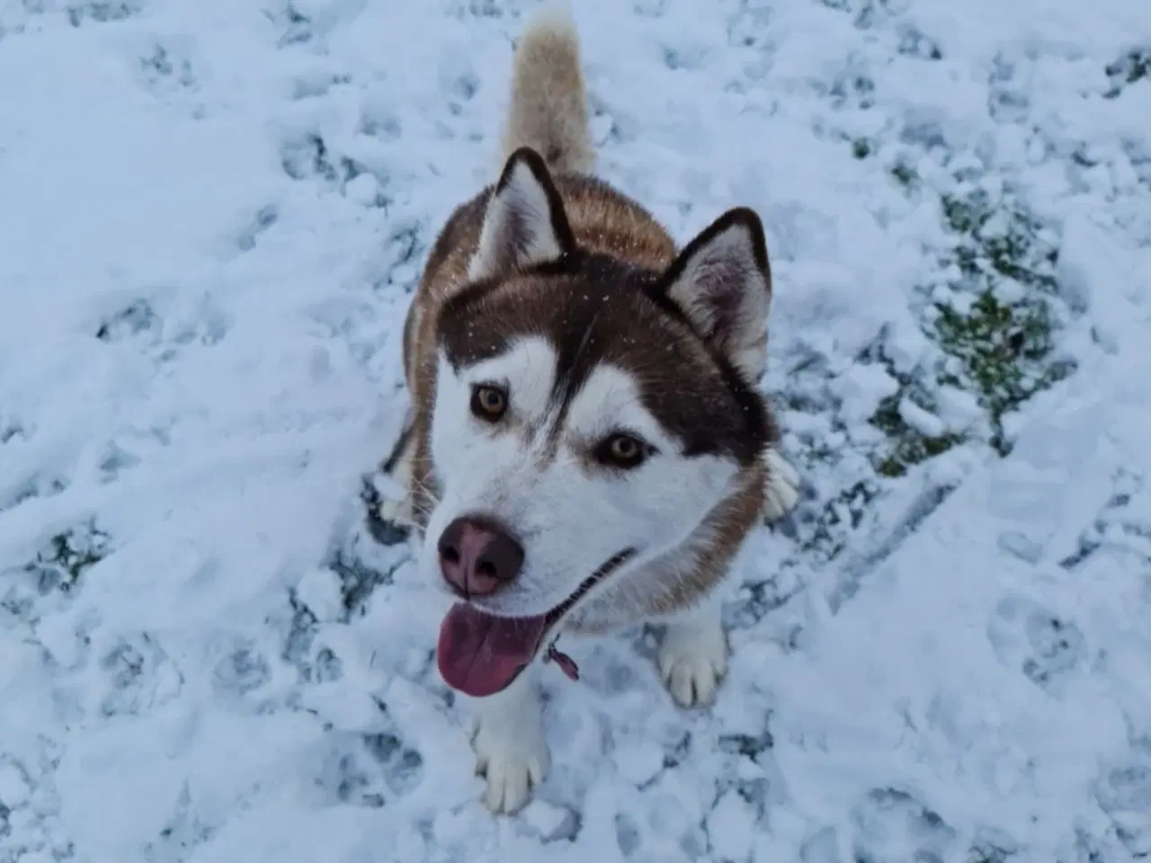 Billede 4 - Dejlig husky pige søger nyt hjem