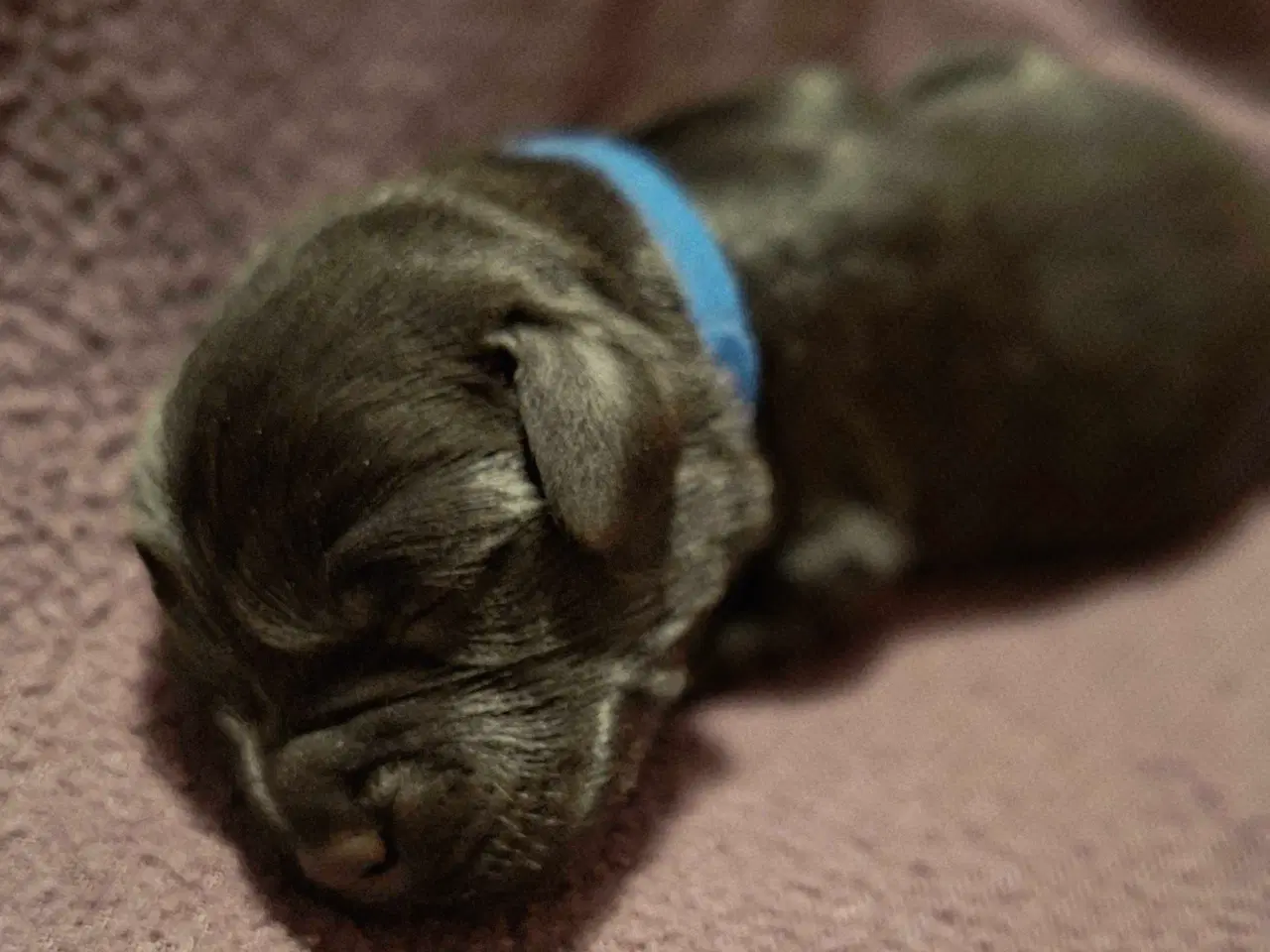 Billede 10 - De lækreste blandingshvalpe