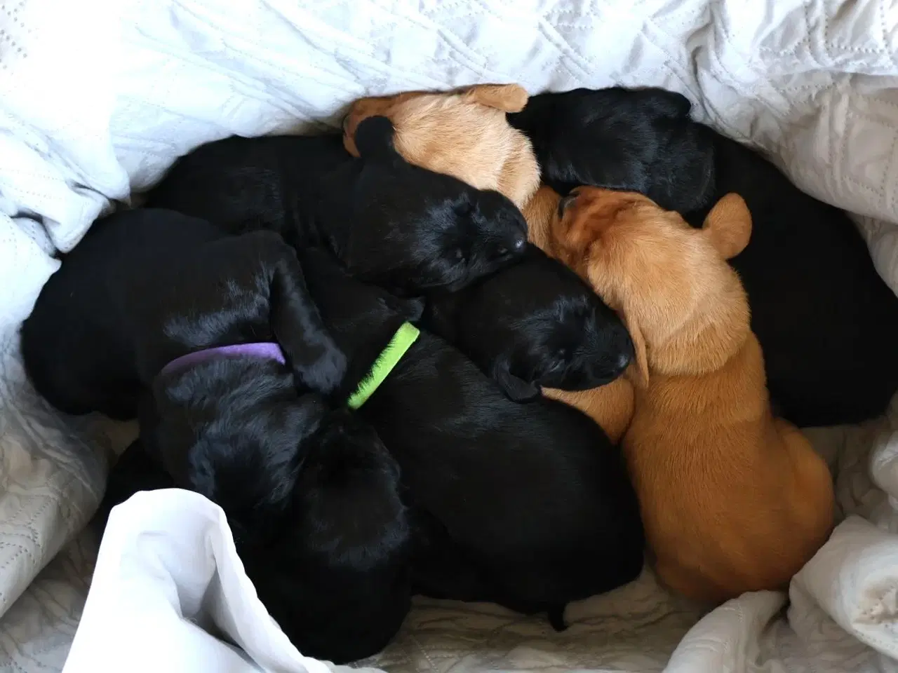 Billede 16 - Fineste Vizsla-doodle hvalpe