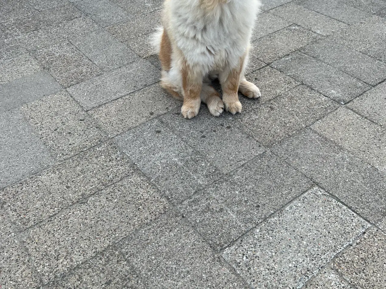 Billede 5 - Chow Chow tæve 