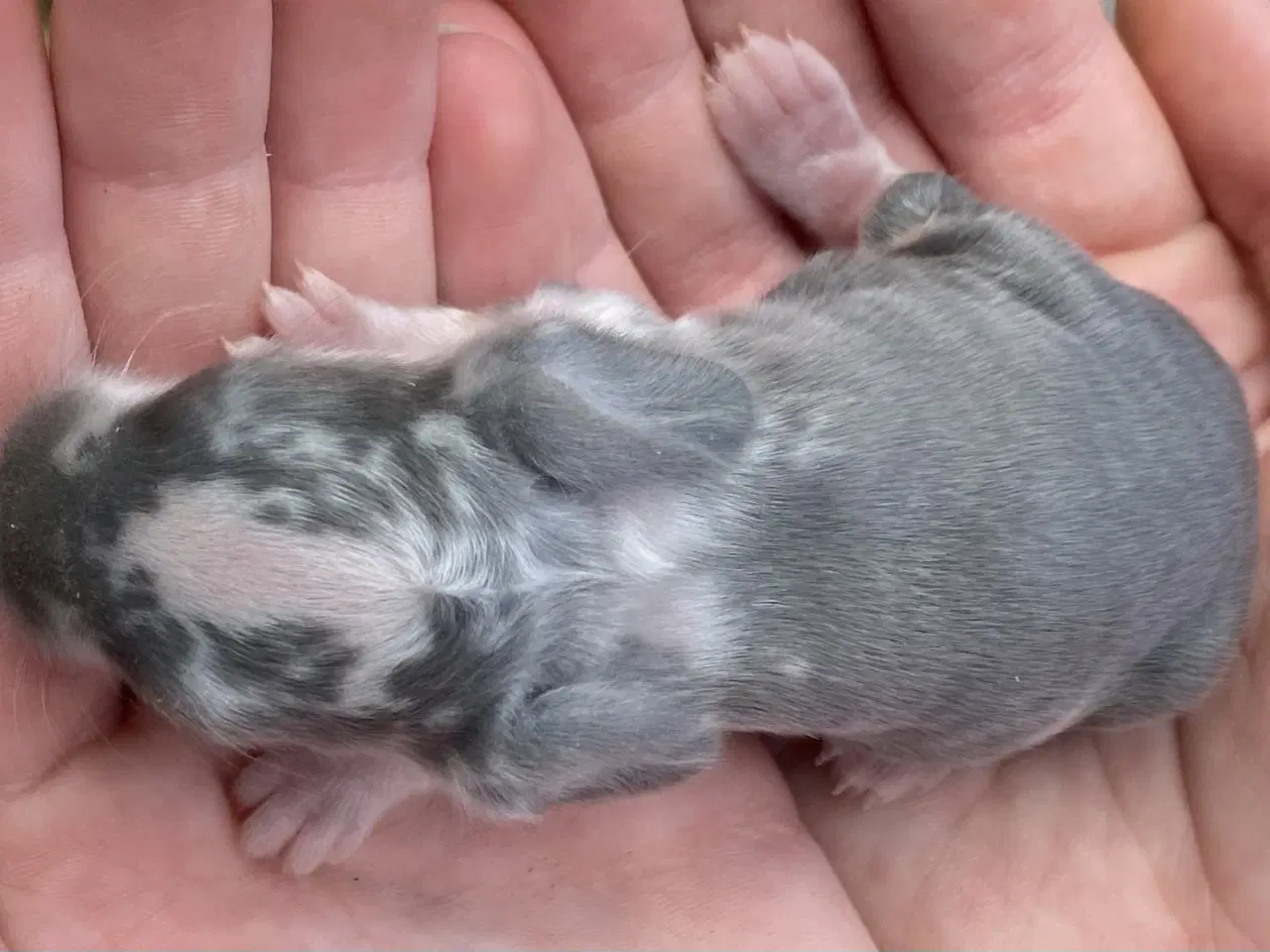 Billede 3 - FRANSK VÆDDER HUN BLÅ KAPPETEGNET