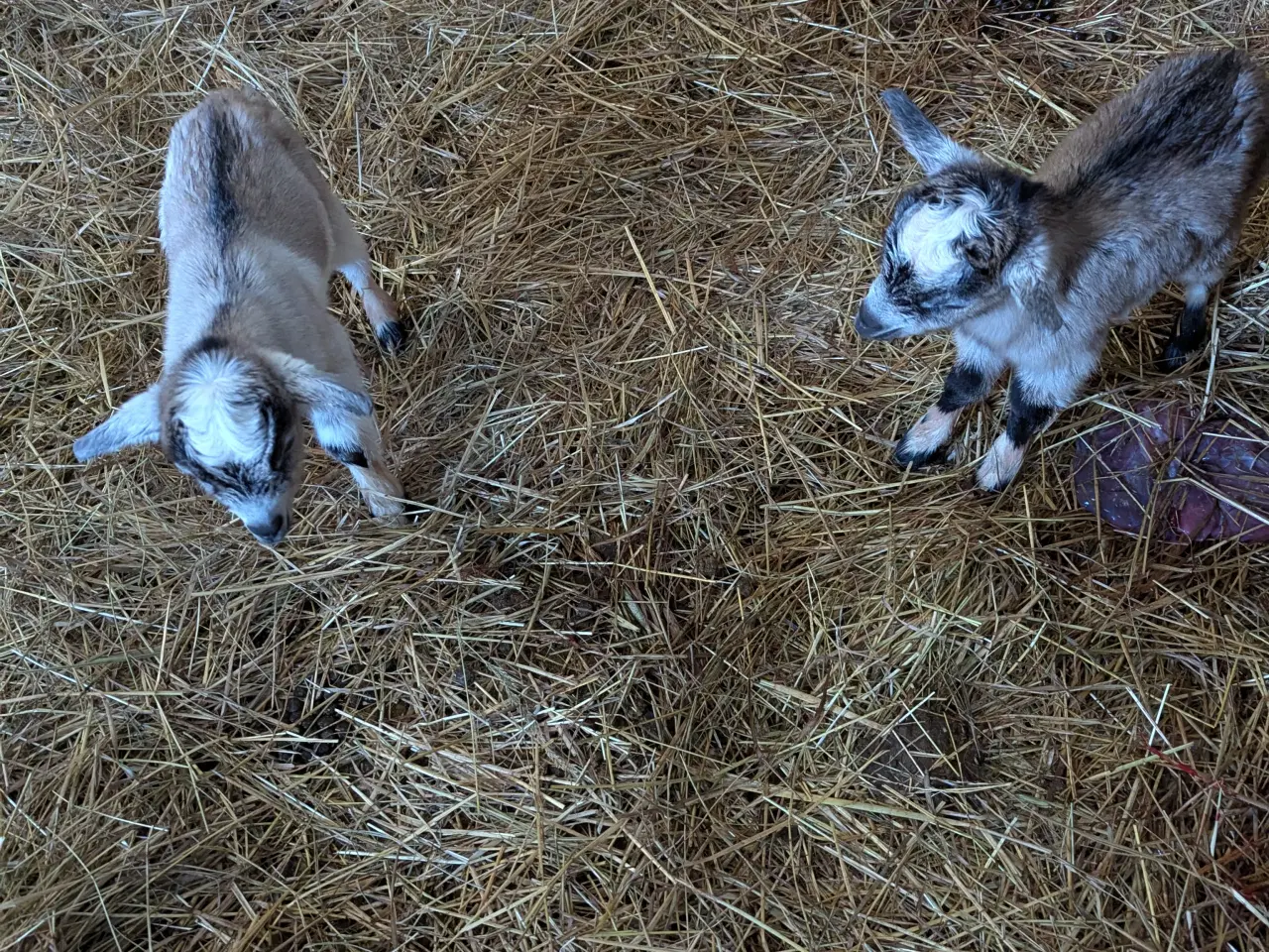 Billede 1 - Dværg geder 