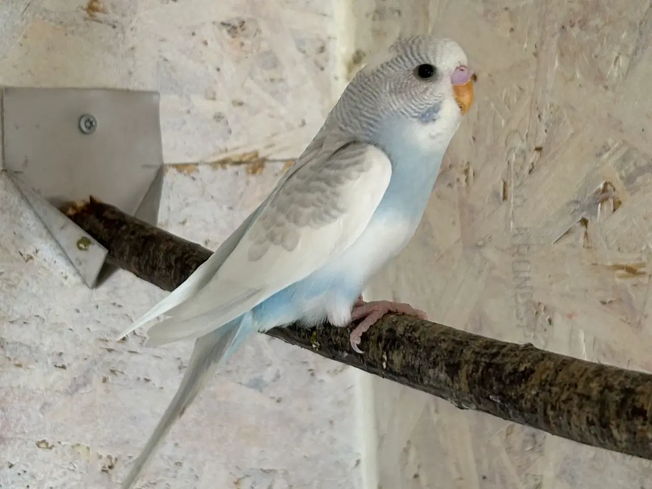 Billede 4 - Undulatunger 