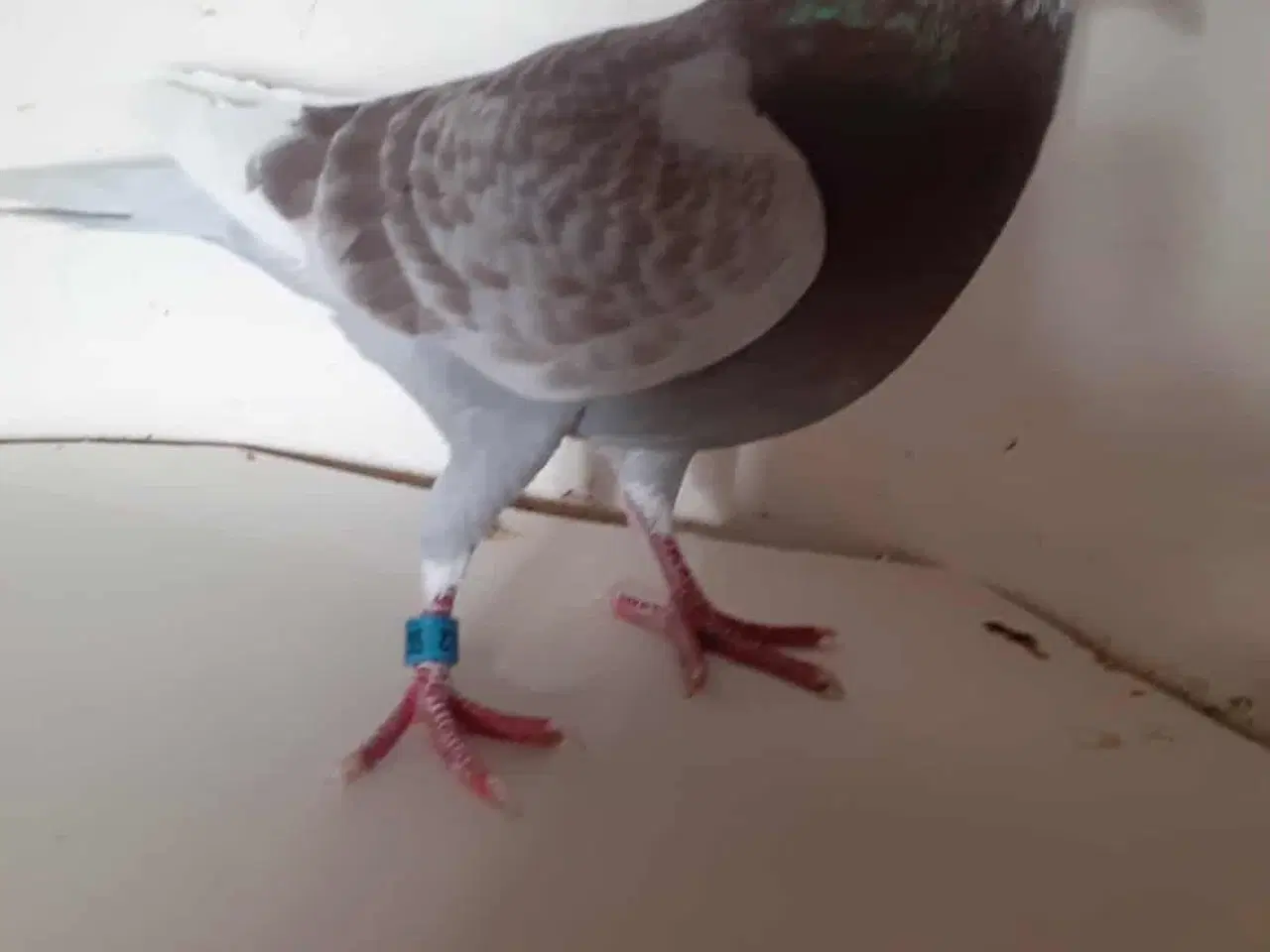 Billede 1 - 4 stk brevduer hanner 200 kr pr stk