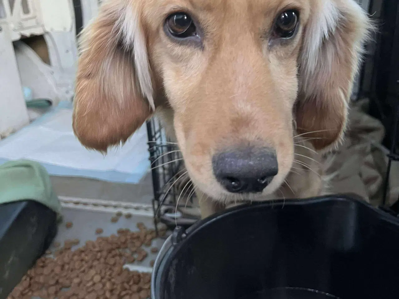 Billede 2 - Muffin søger familie. 