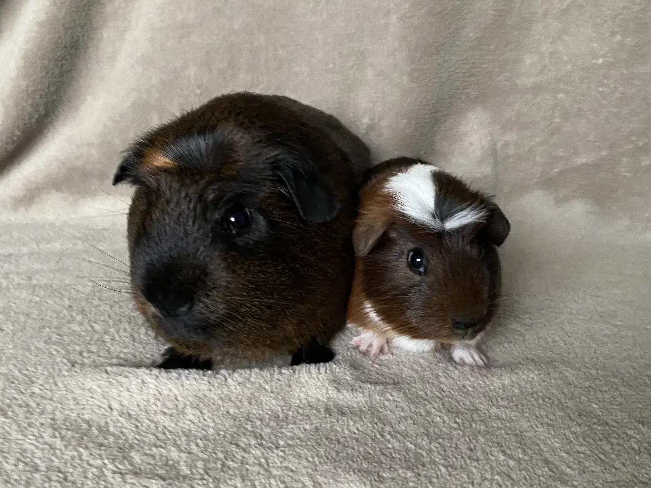 Billede 1 - 2 marsvin sælges 