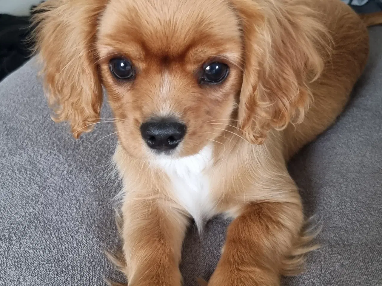 Billede 1 - Cavalier king charles spaniel 