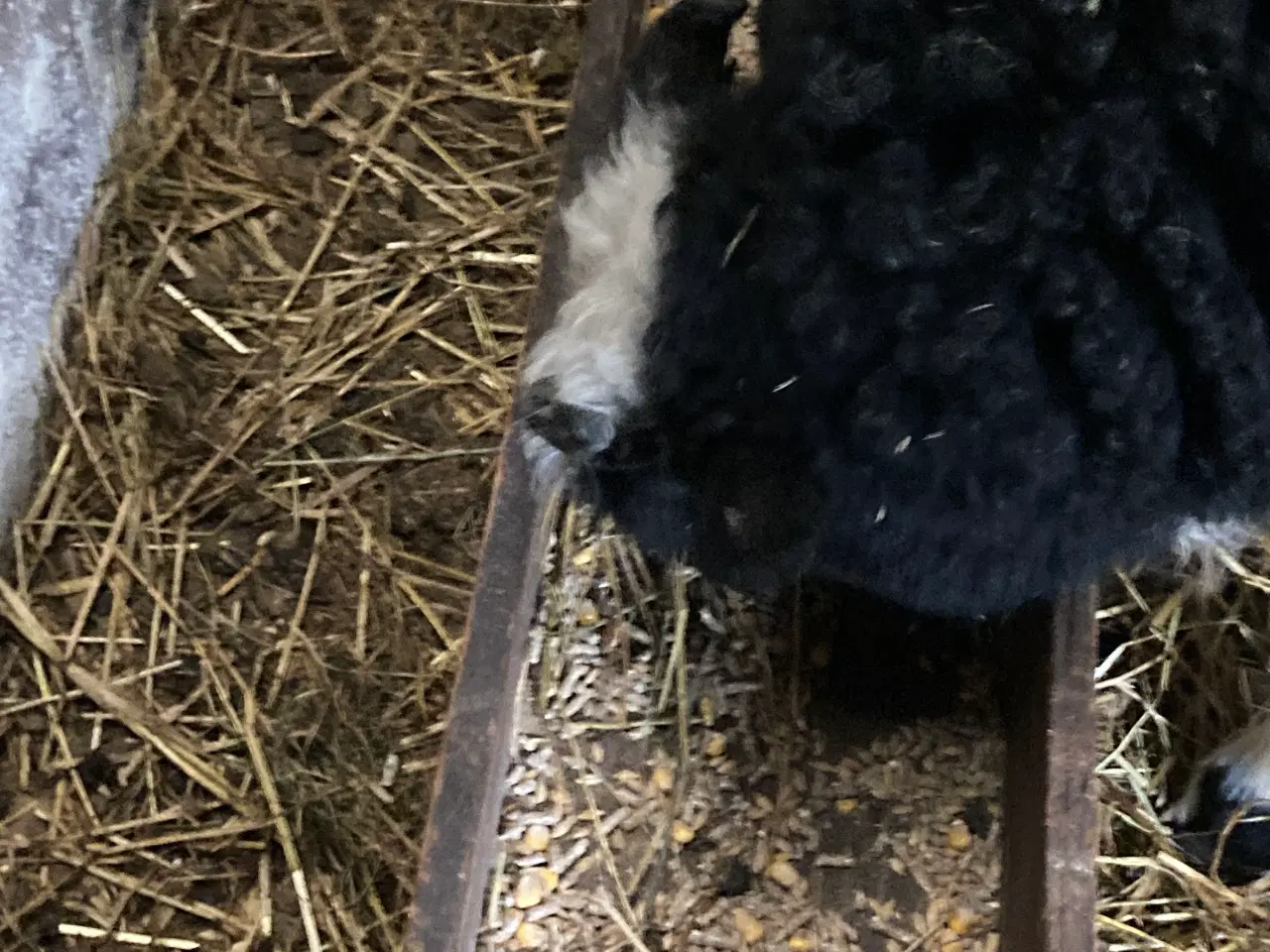 Billede 6 - Jacobs vædder lam