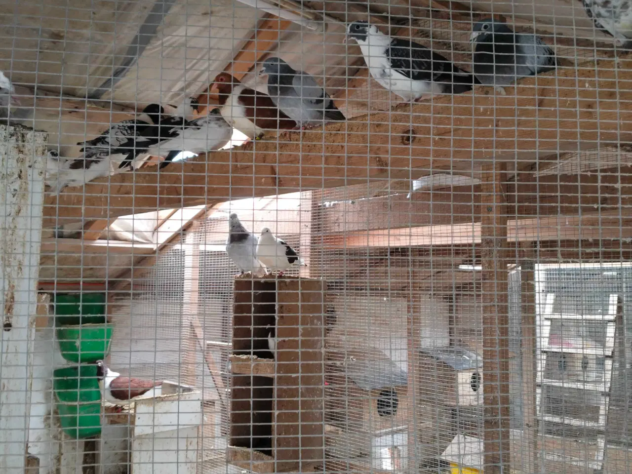 Billede 1 - Dueunger  sælges 