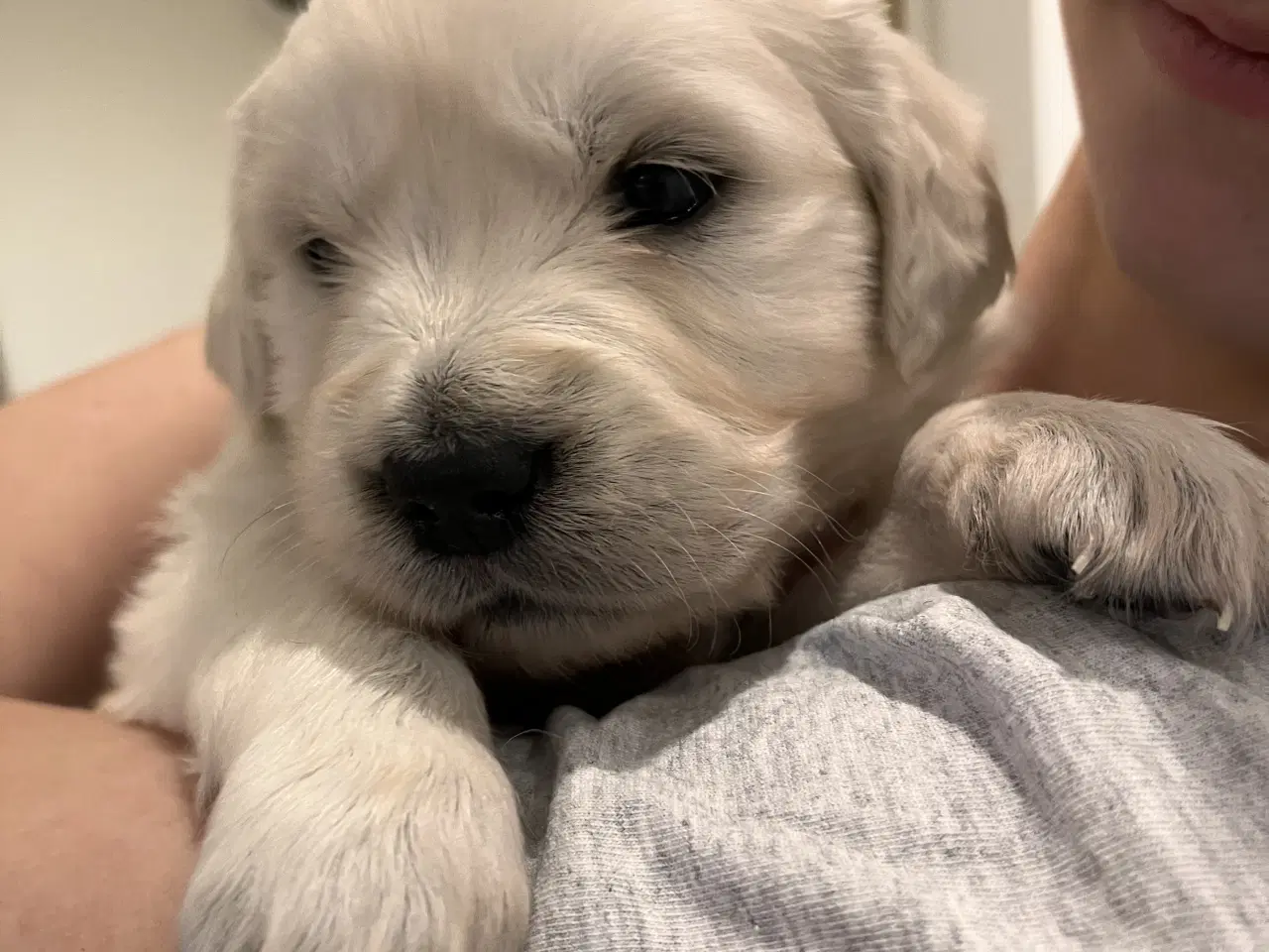 Billede 3 - Golden retriever hvalpe