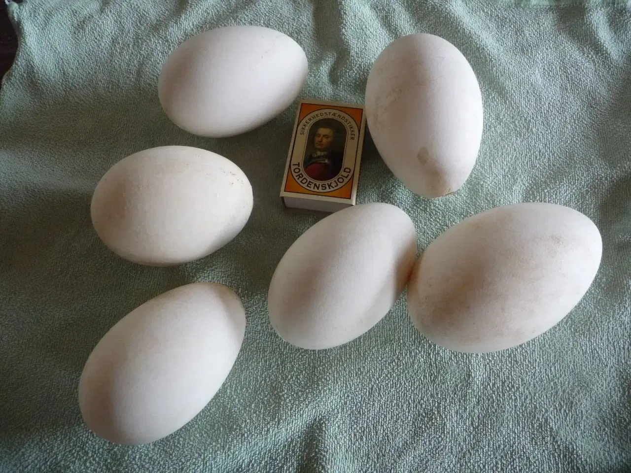 Billede 3 - 6 gåse æg