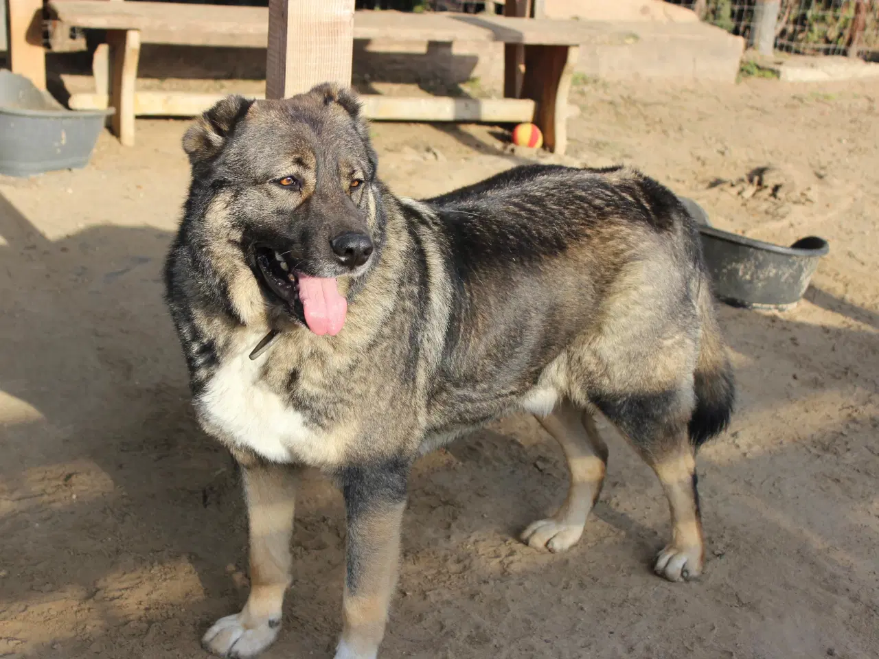 Billede 8 - Skøn bamse søger familie! 🤎
