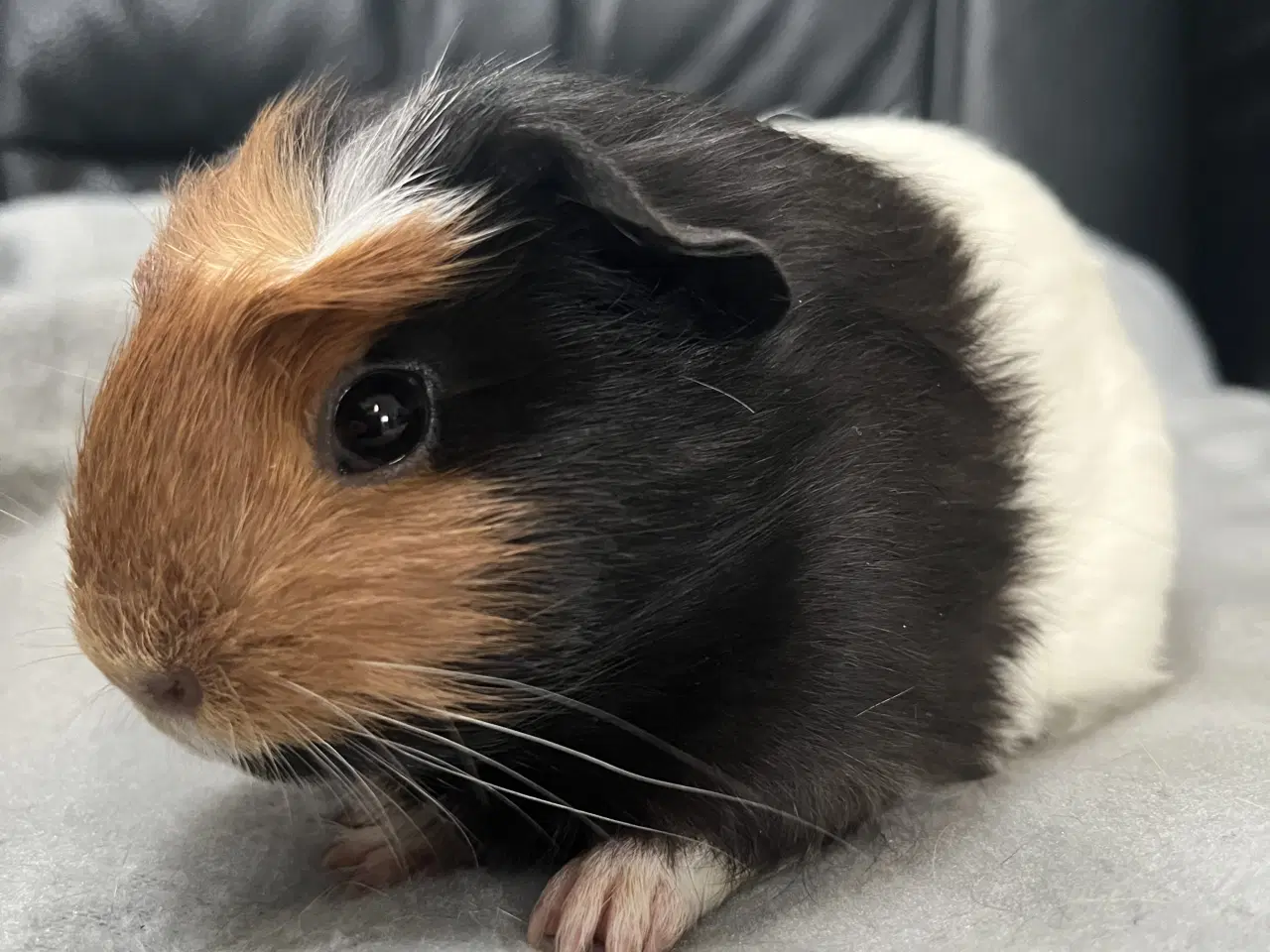 Billede 2 - Marsvin