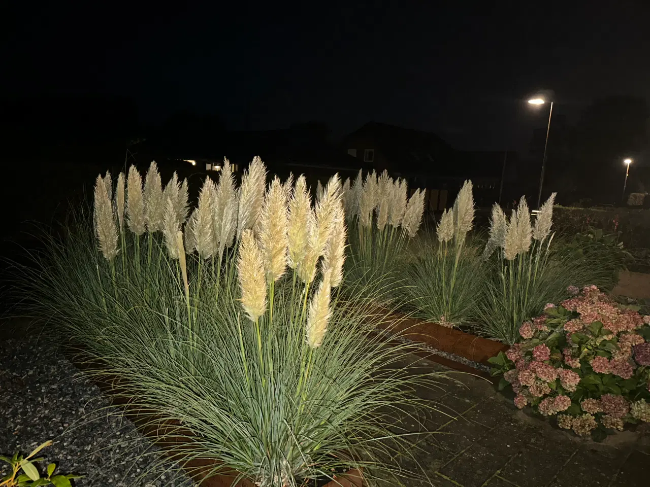 Billede 2 - Pampas græs spids/top