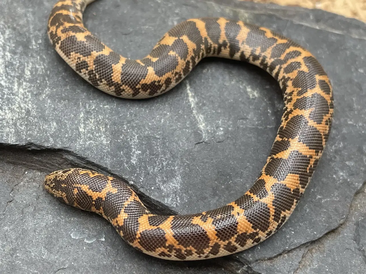 Billede 2 - Sand’boaer