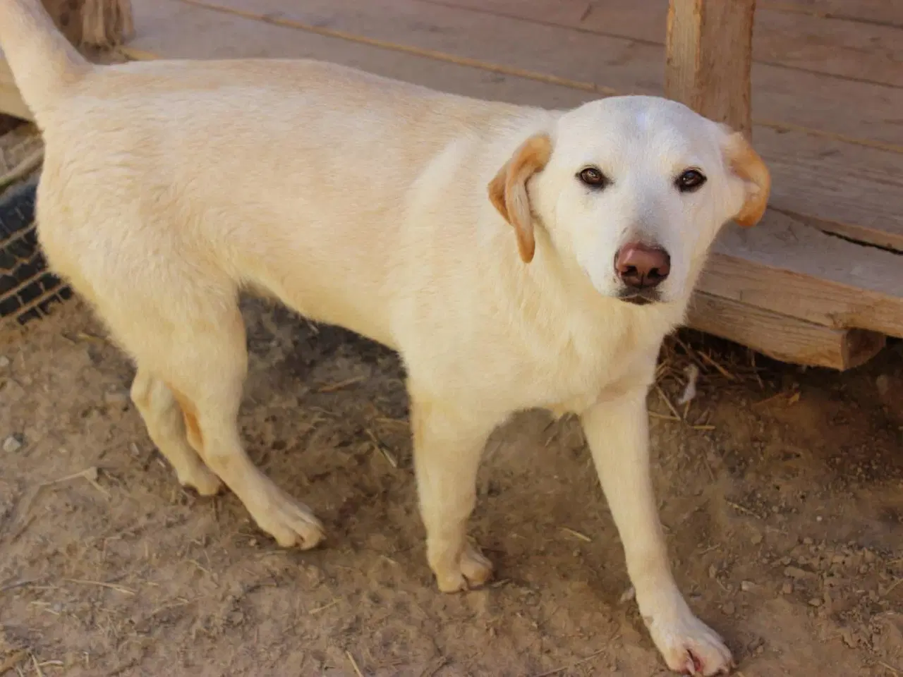 Billede 3 - Buster søger familie. 