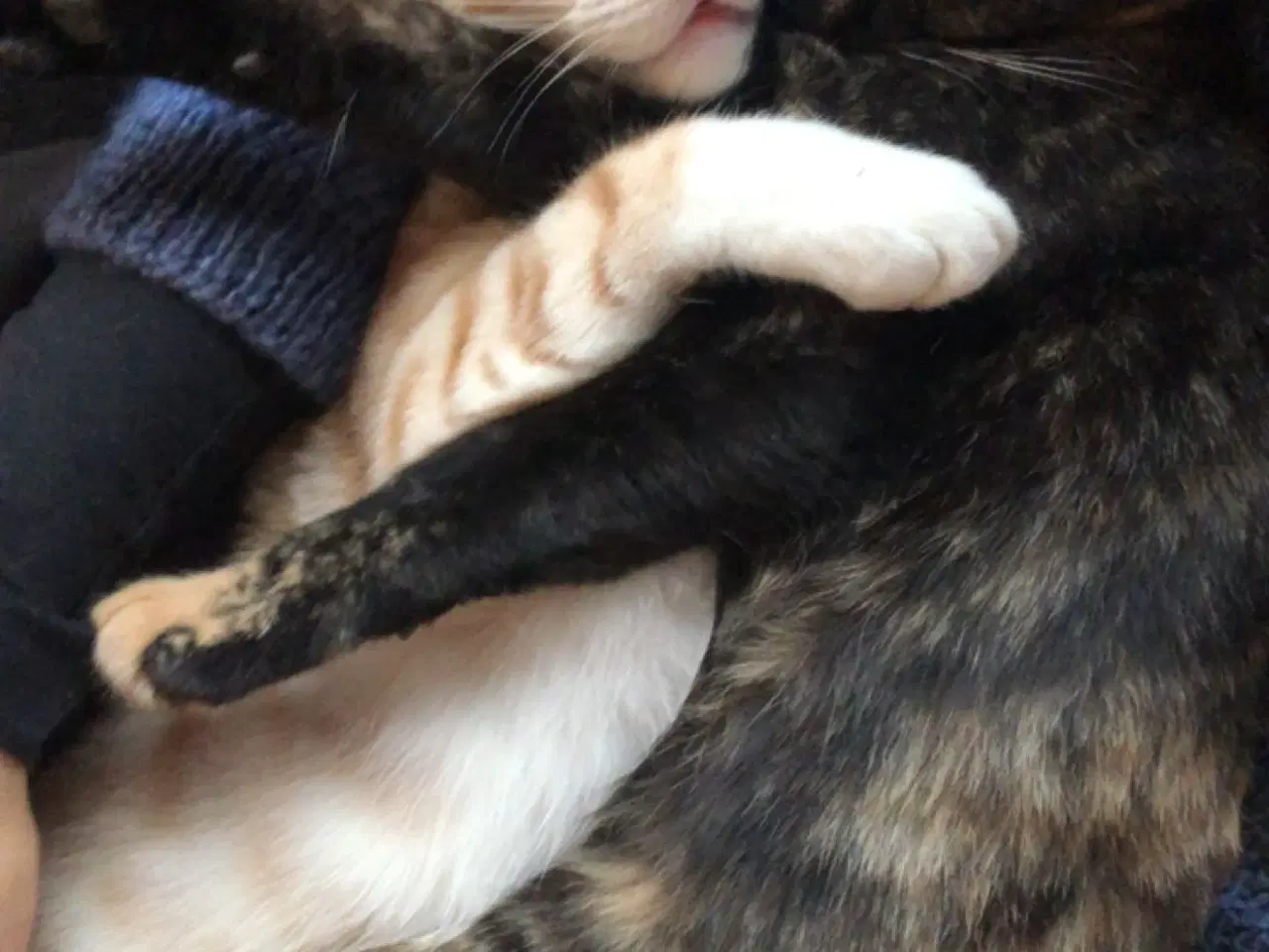 Billede 6 - 2 årig kat gives væk