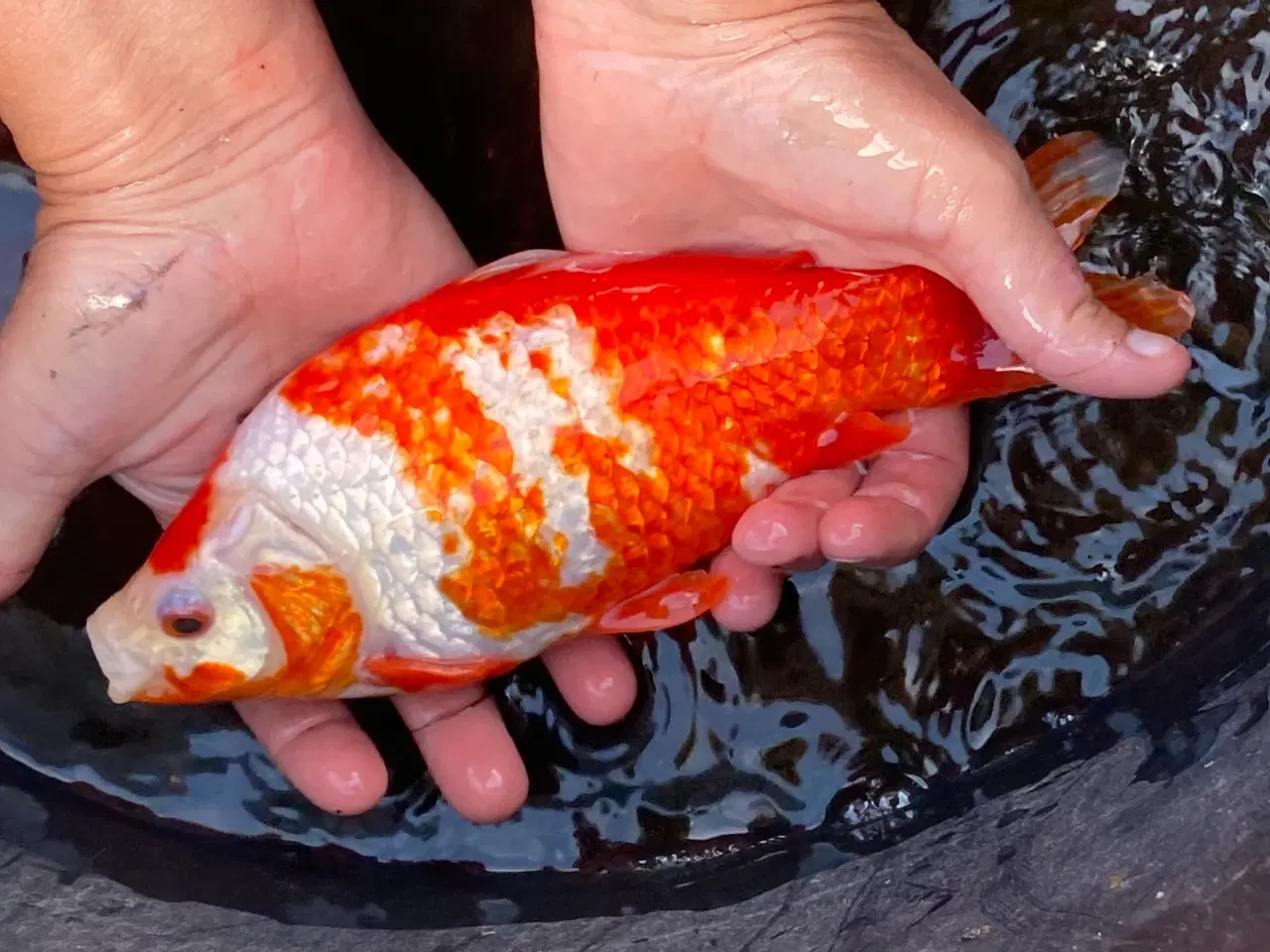 Billede 2 - Guldfisk