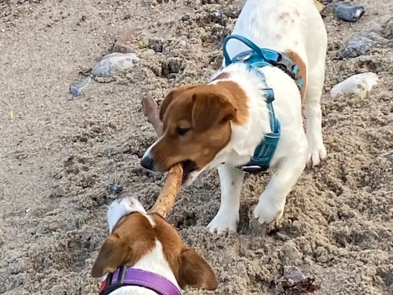 Billede 4 - Jack Russell Han 1 år - DKK stamtavle 