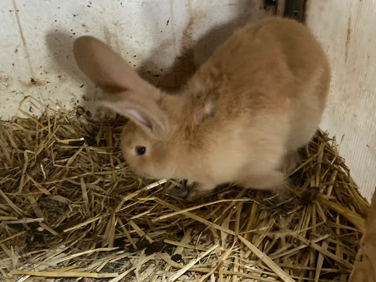 Billede 7 - Fin lille flok af kæmpe kaniner