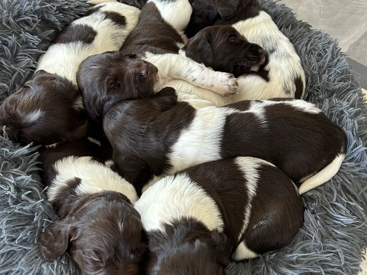 Billede 6 - Kleiner Münsteländer hvalpe