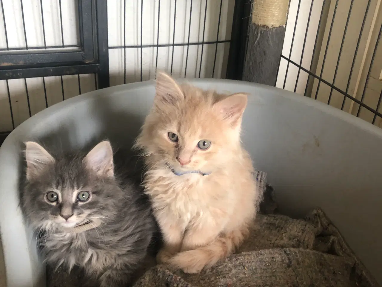 Billede 13 - Maine coon killing unden travle