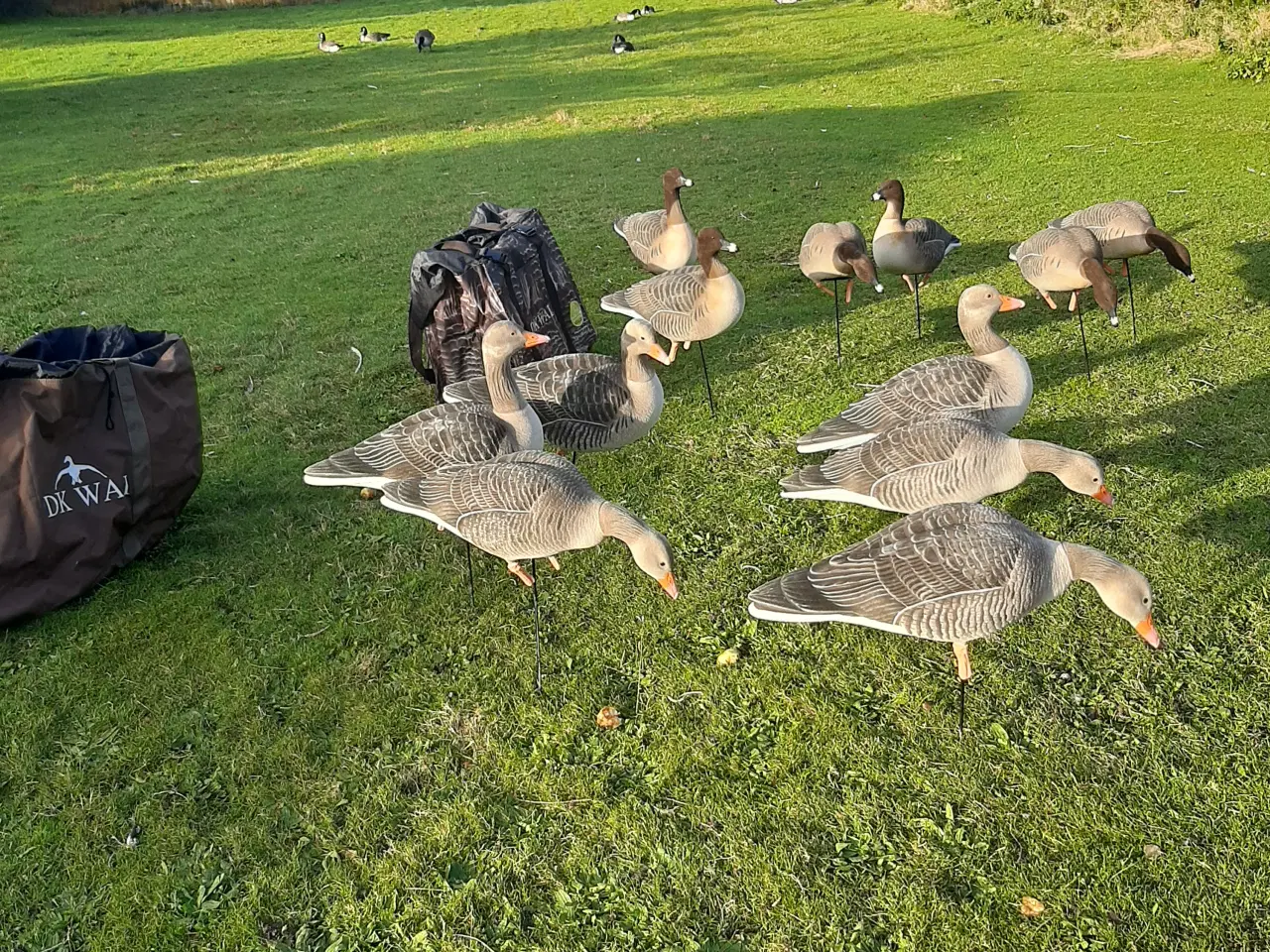 Billede 9 - Lokkegæs og trailer.