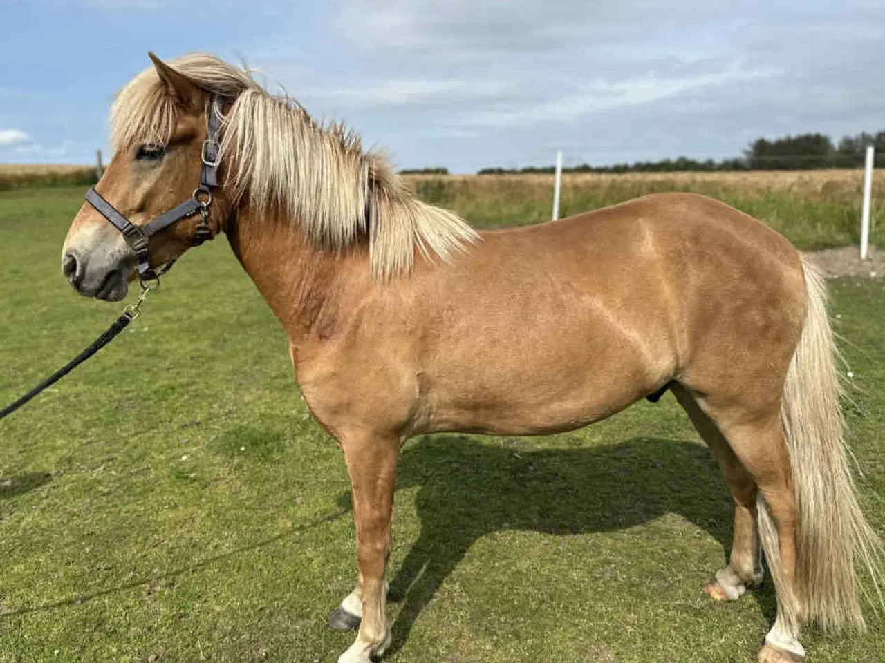 Billede 5 - Stor 6 års islændervallak