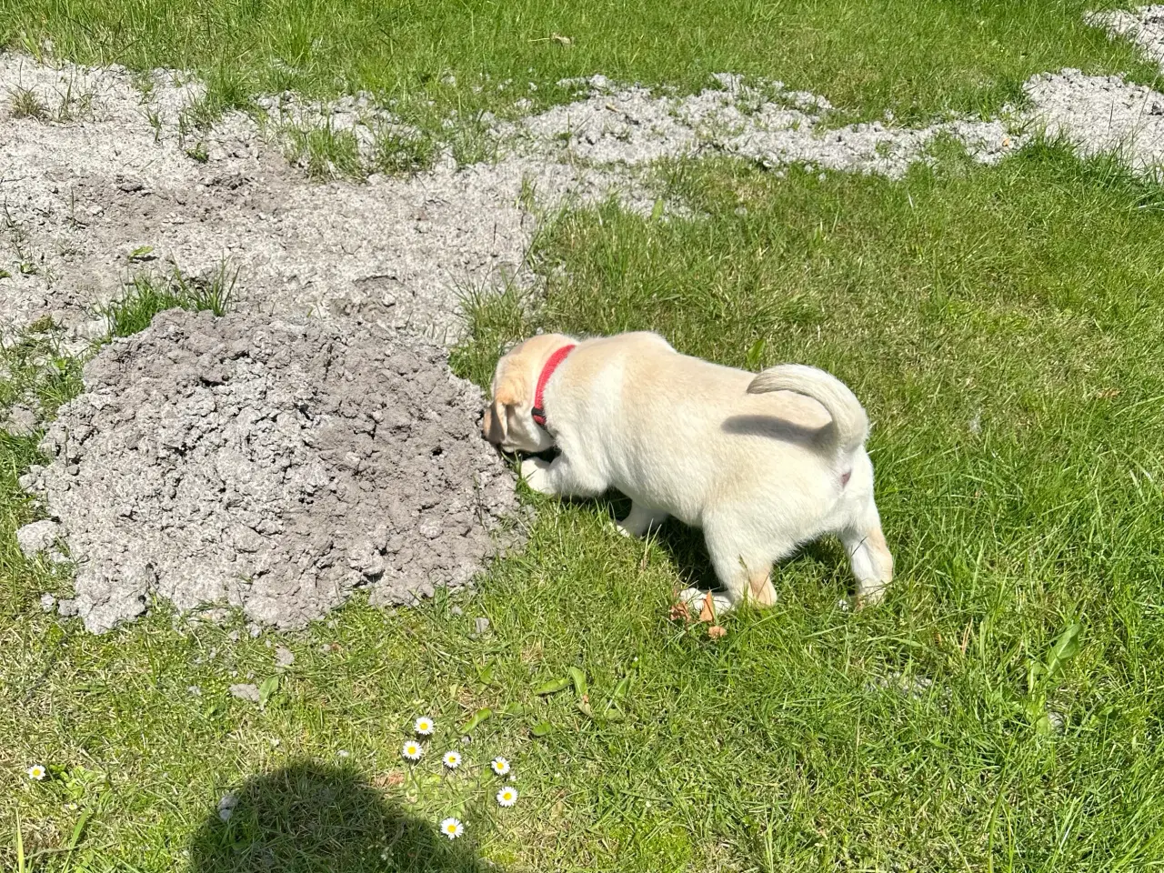Billede 11 - Labrador hvalpe