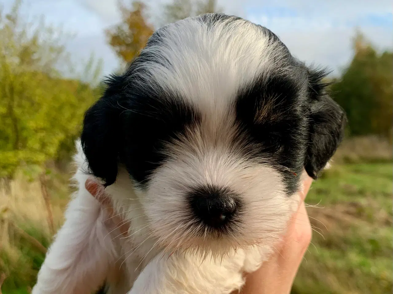 Billede 10 - Lhasa Apso hvalpe