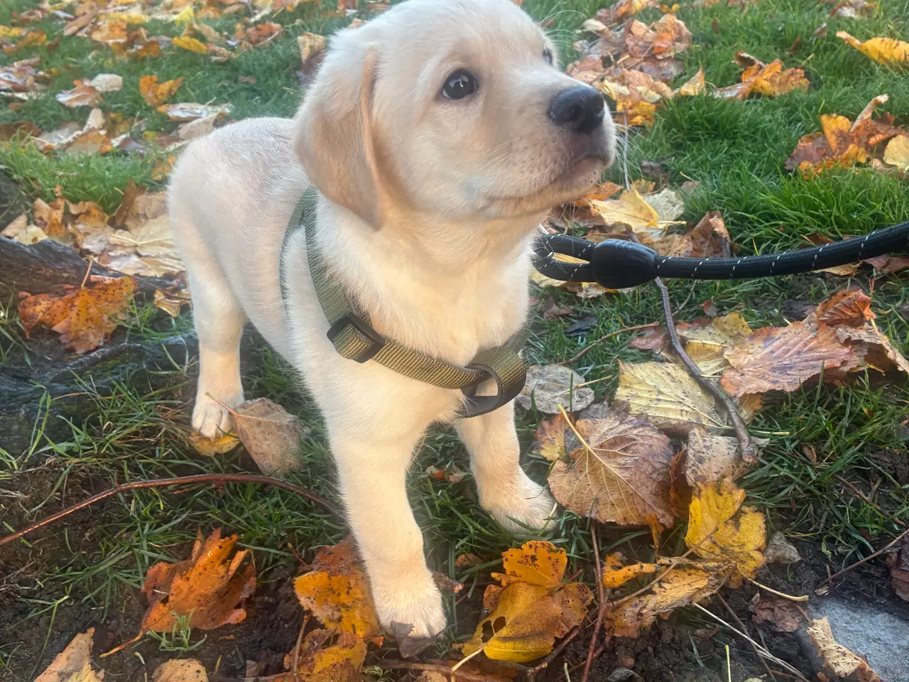 Billede 4 - Labradoodle