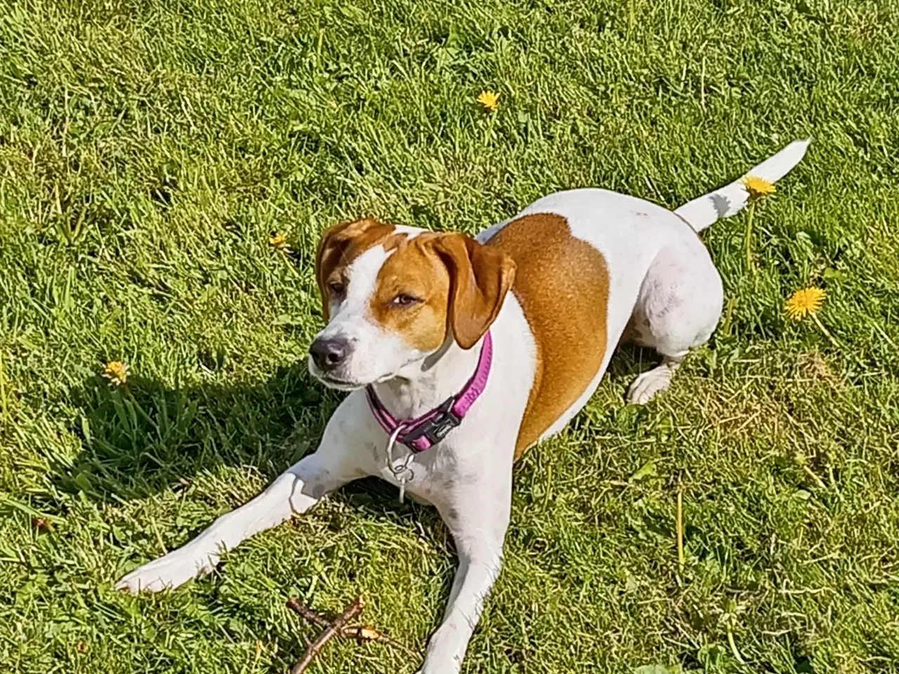 Billede 10 - Dansk svensk gårdhunde hvalpe