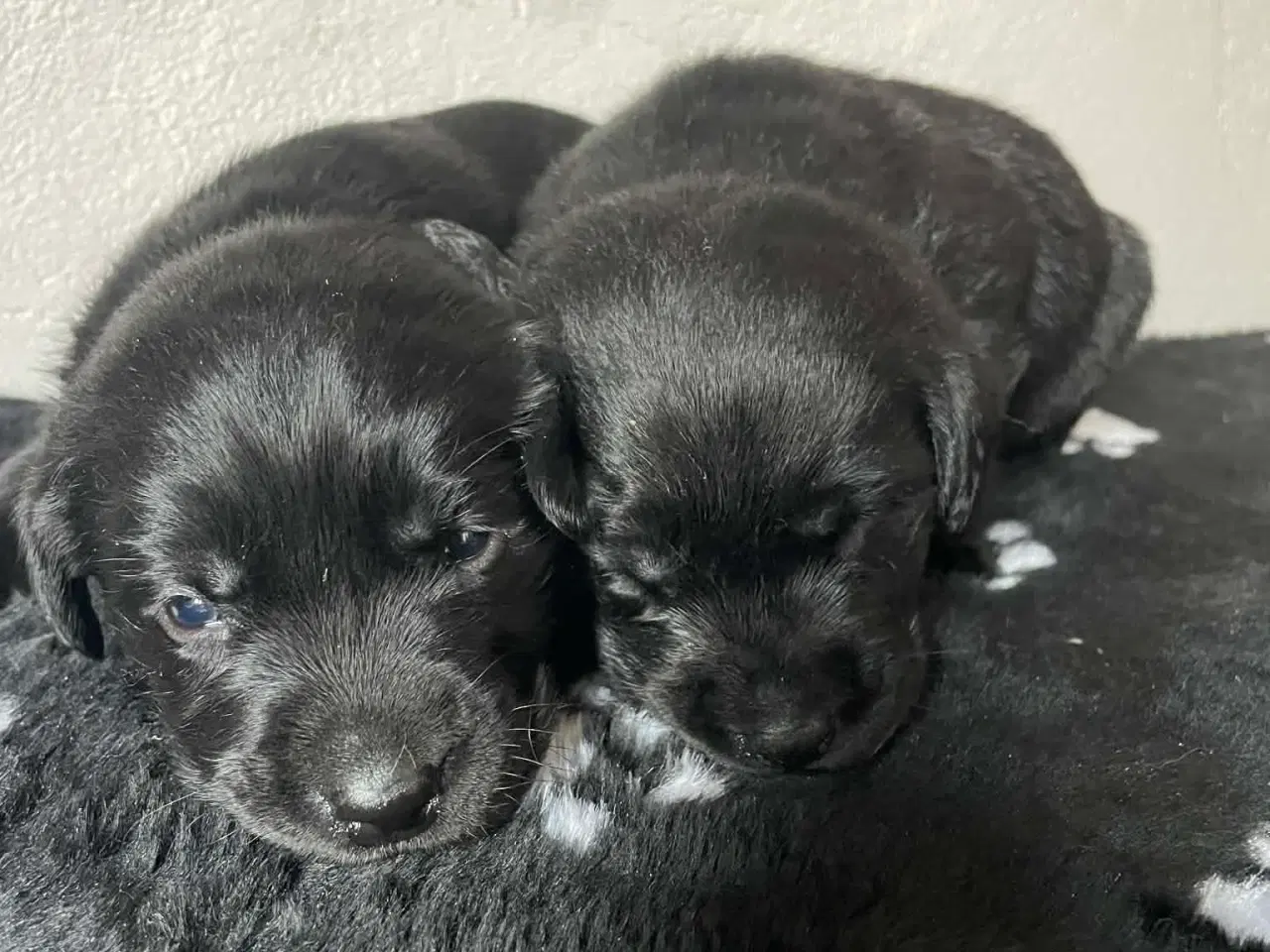 Billede 6 - Skønne labradorhvalpe sælges