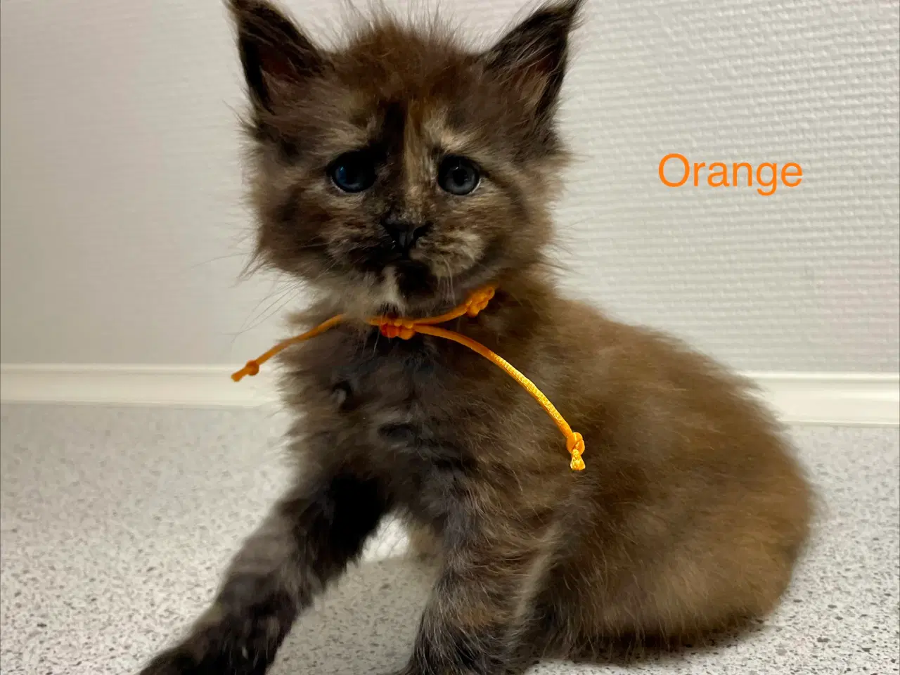 Billede 3 - Maine Coon Killinger