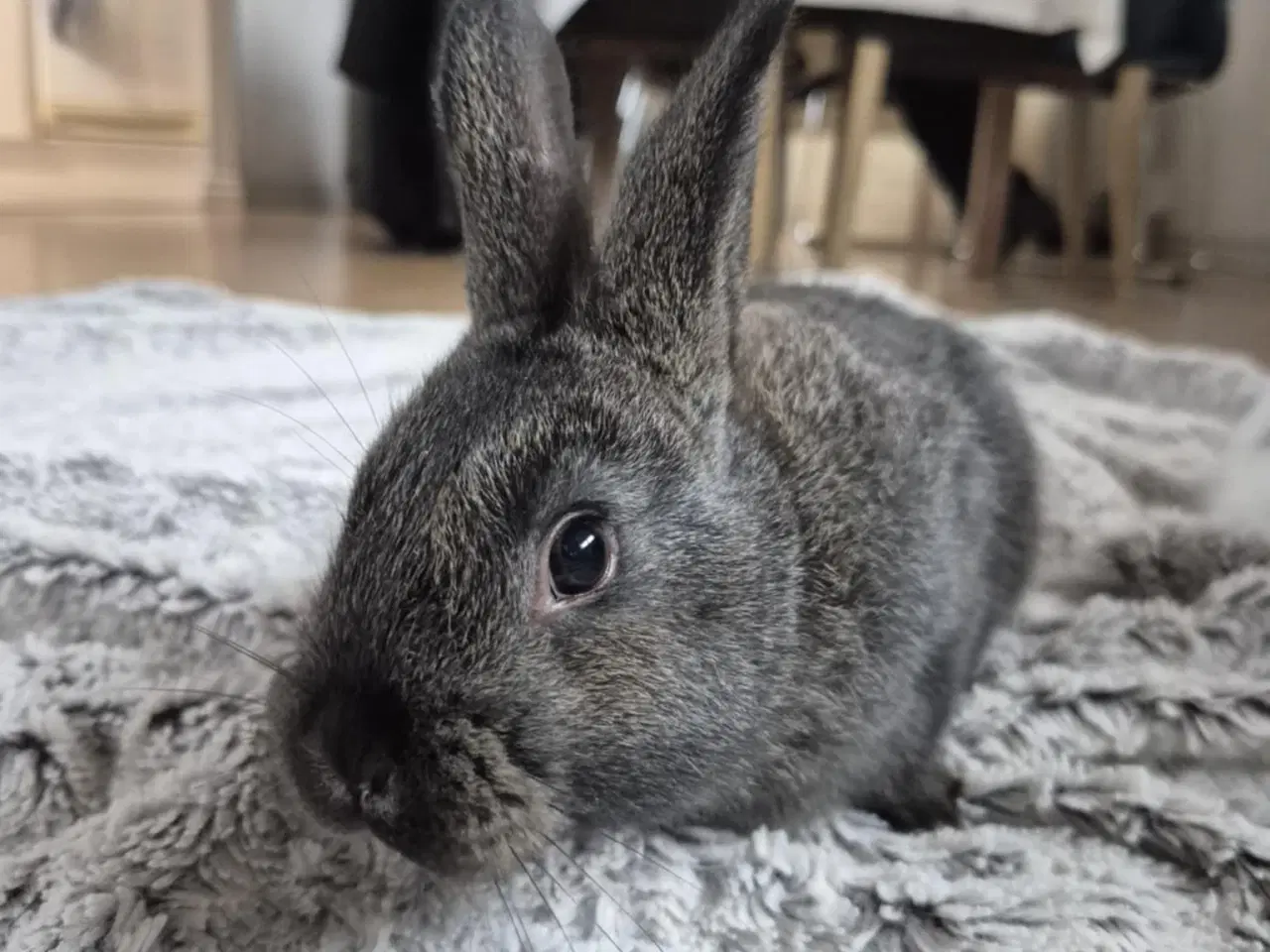 Billede 6 - Kaninunger blandings race 