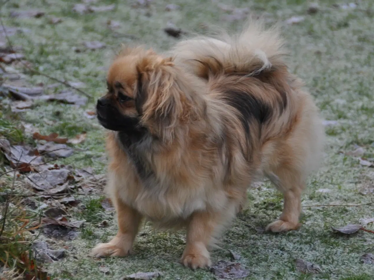 Billede 7 - Tibetansk Spaniel - pige 22 mdr.