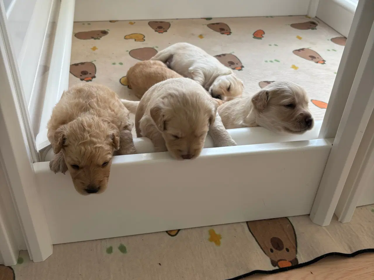 Billede 2 - UDLEJES - Hvalpegård med tæpper og tilbehør