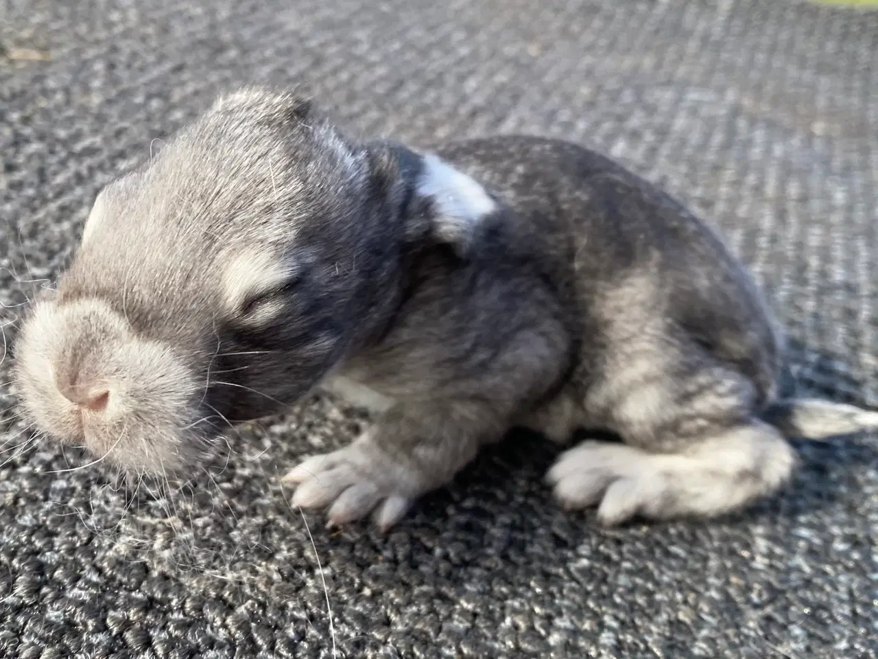 Billede 4 - FRANSK VÆDDER HAN CHINCHILLA