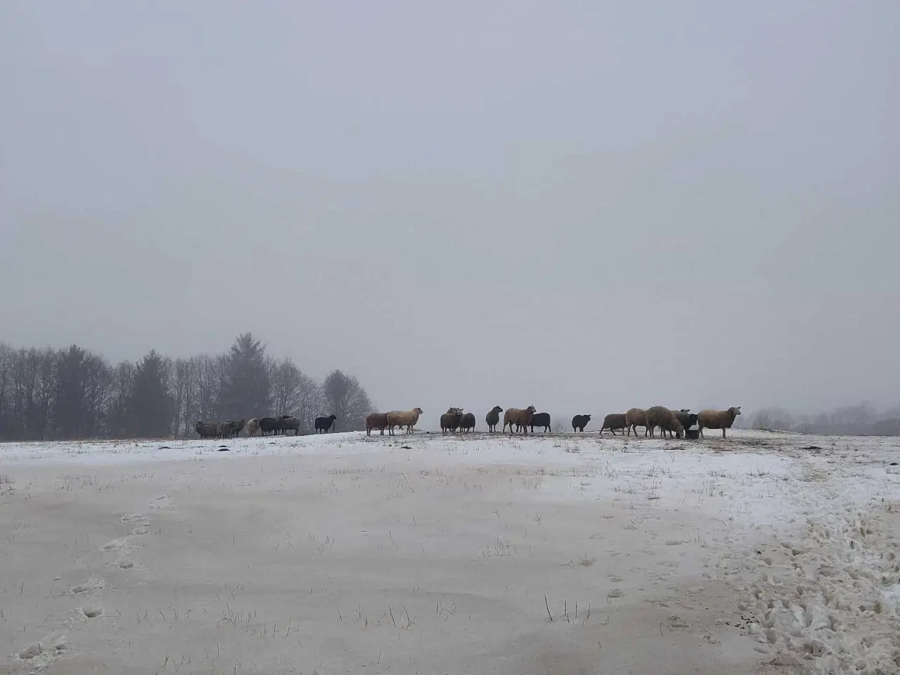 Billede 1 - Fåreflok sælges 