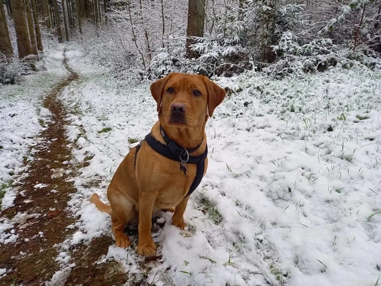 Billede 12 - Labrador hvalpe Sælges 