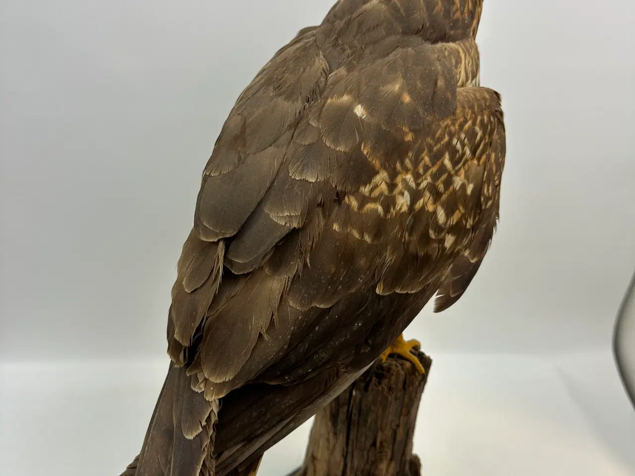 Billede 9 - Udstoppet høg m. bytte